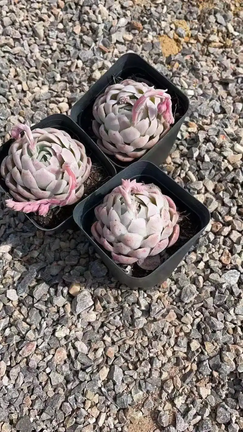 多肉植物 #用多肉治愈生活 贝瑞系列,单头,双头,群生 - 抖音