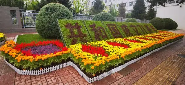 古交市园林绿化部门在青年路,市民广场,水泉寨公园等地摆放串串红