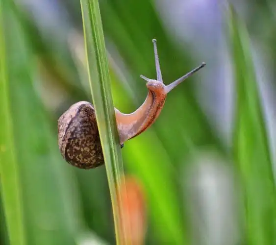 一只小蜗牛 ,伸出长长触角,看这边风景独好.