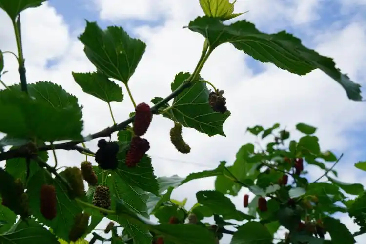 上旬就进入了盛果期,来到园内记者看见株株枝繁叶茂的桑葚树迎风摇曳
