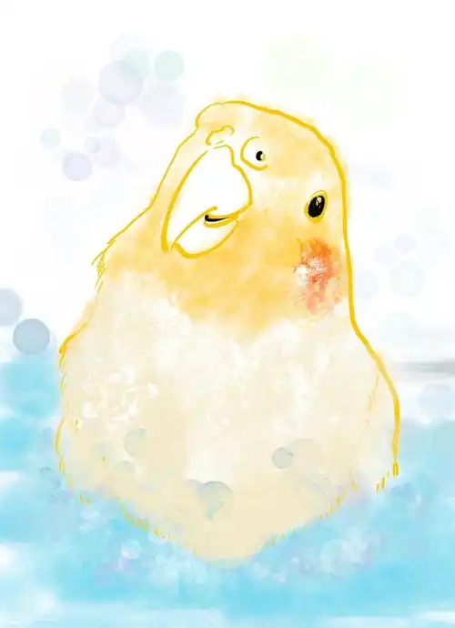 玄鳳  #玄凤鹦鹉