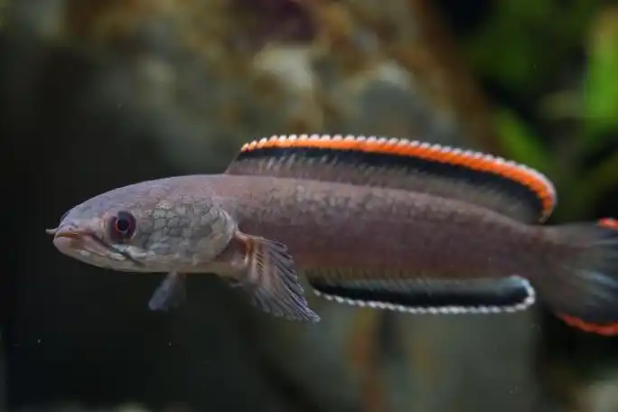 火背雷龙美图一组