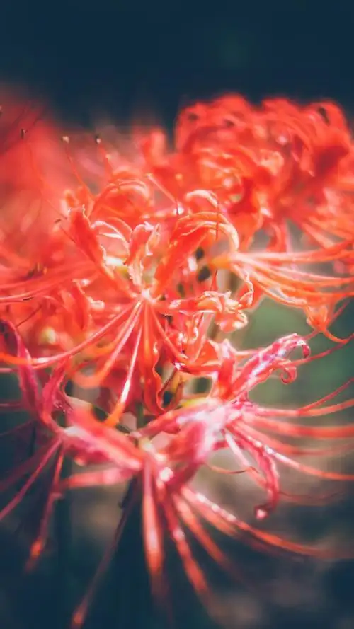 娇艳迷人彼岸花唯美图片手机壁纸