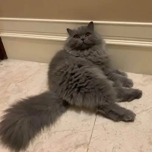 讨论/科普|【讨论】长毛的蓝猫应该算是什么品种?怎么说呀?