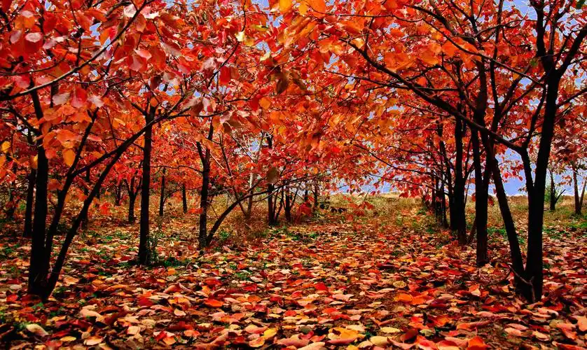 红叶树有哪些品种