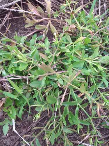 中草药 羊角草 旱田草 陌上番椒 田素香 田素馨 68元鲜2斤干半斤