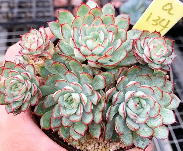 多肉植物爱多梦幻玫瑰群生不包厘米多肉植物