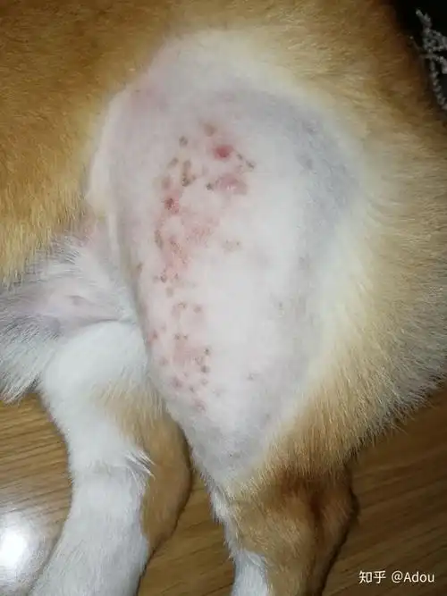 身上其他部位没有,请问是什么,医生给开的真菌喷剂,我感觉是螨虫