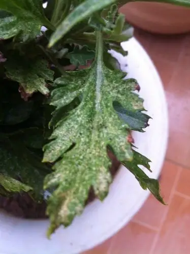 请问菊花叶子变这样是怎么回事