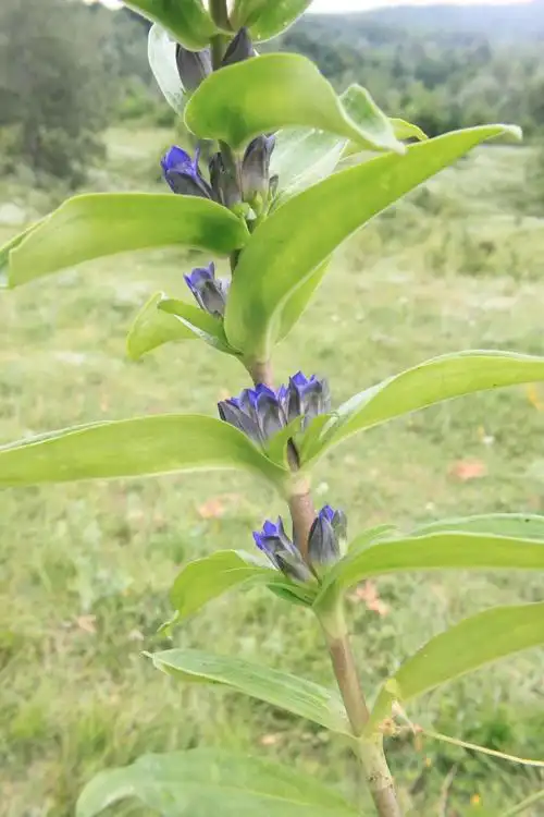 十字架, cruciata, 花, 龙胆草, 秦艽, 绿色, 草药