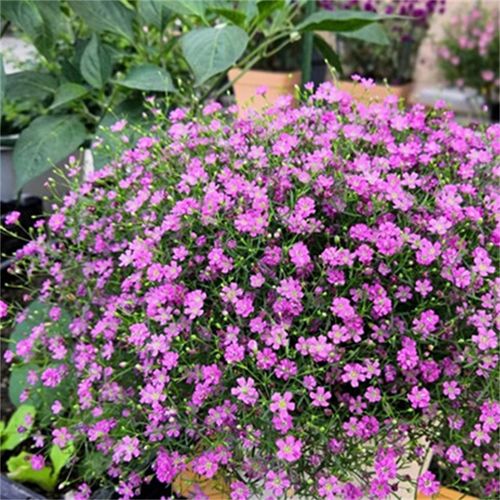 易爆盆满天星种子四季播种易活开花卉室内外阳台盆栽植物花种籽子