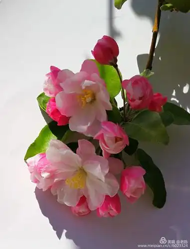 ""海棠开后春谁主,日日催花雨.