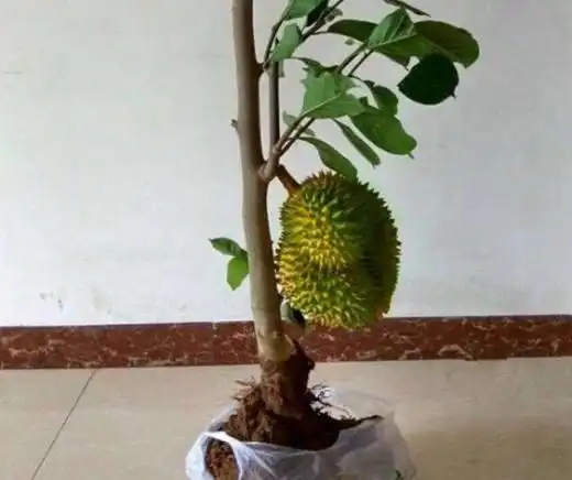 榴莲籽怎么种小盆栽 从种子到榴莲小树苗只需五步