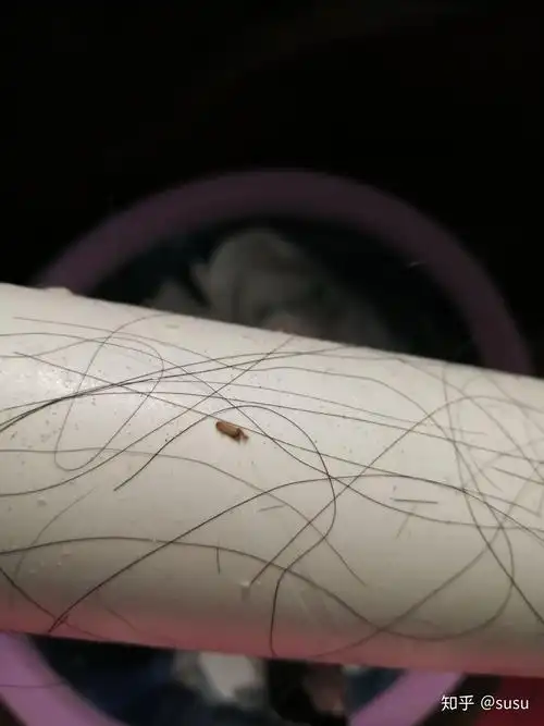 床头床垫有虫,软的很多脚,棕白色,是什么虫,怎么弄掉? - 知乎