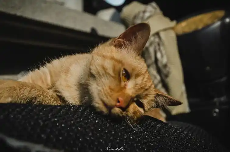 忧郁的猫步行在街头,看到一只流浪猫窝在一辆破旧的摩托车上,表情很