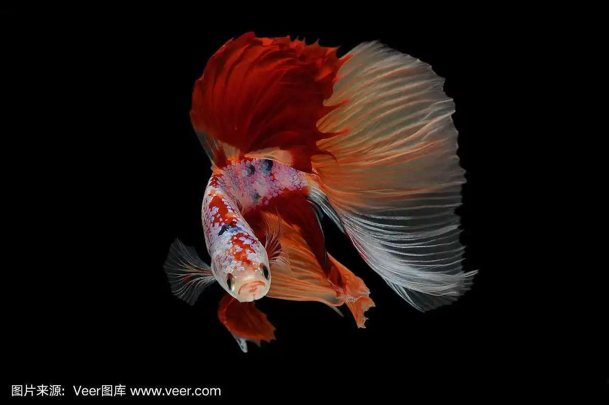 暹罗战斗鱼,贝塔半月孤立在黑色背景股票照片