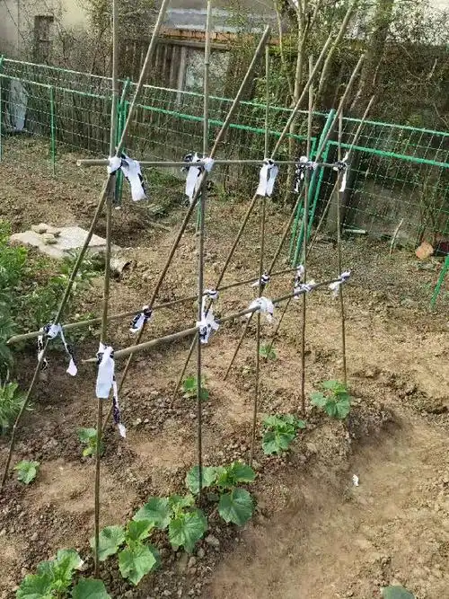 架子搭好后,为了让黄瓜茁壮成长,同学们将黄瓜苗及时捆绑引蔓上架.