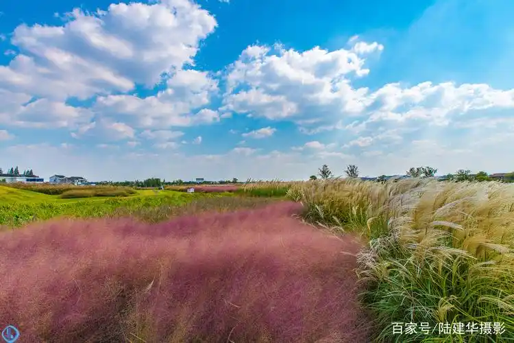 粉黛乱子草,这个秋天最吸睛的网红草