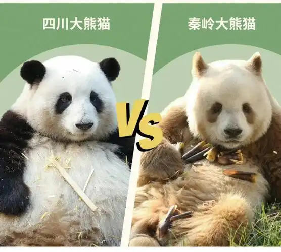 四川大熊猫以其广为人知的典型特征分布于四川多地,而秦岭大熊猫则以