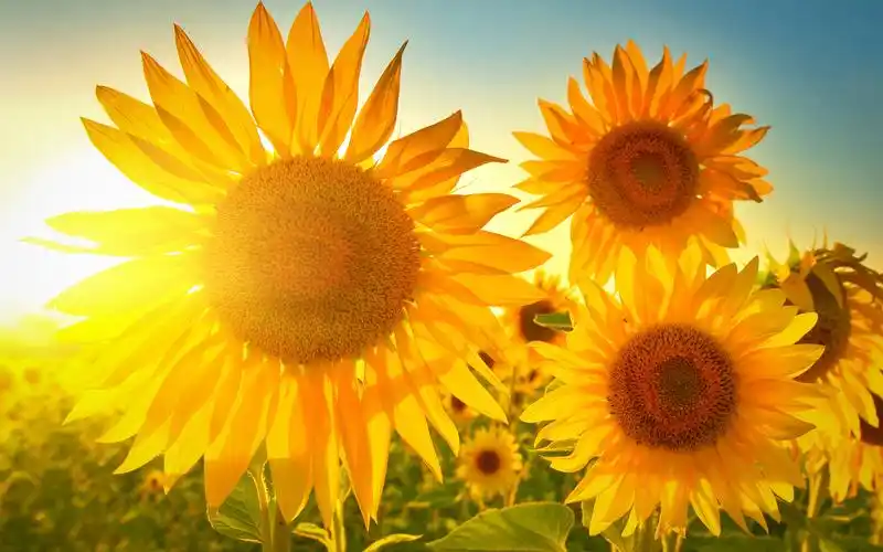 治愈系唯美向日葵图片_向着太阳顽强生长