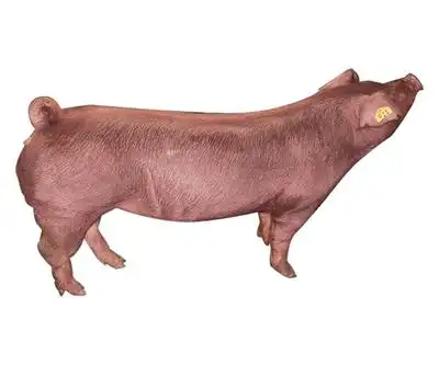 美系杜洛克母猪