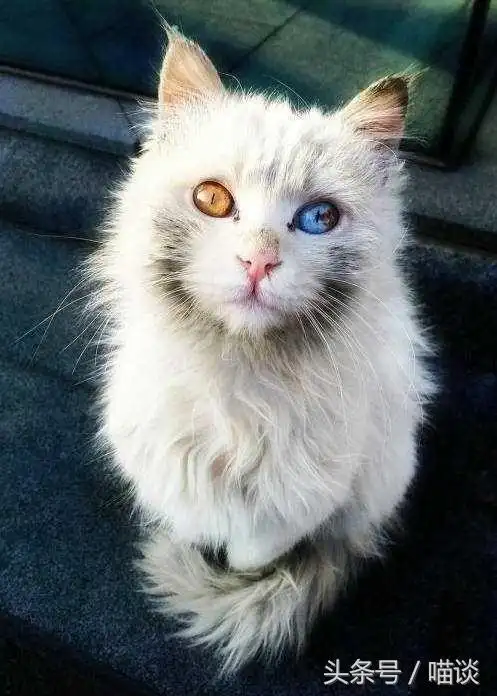 世界上最美和最奇特的眼睛