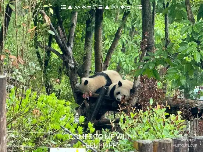 熊猫宝宝探索竹林!【可爱瞬间】