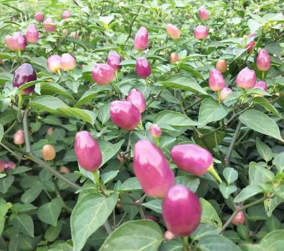 广西新鲜七彩椒辣椒五彩椒小泡椒灯笼剁椒5色生辣椒1斤装