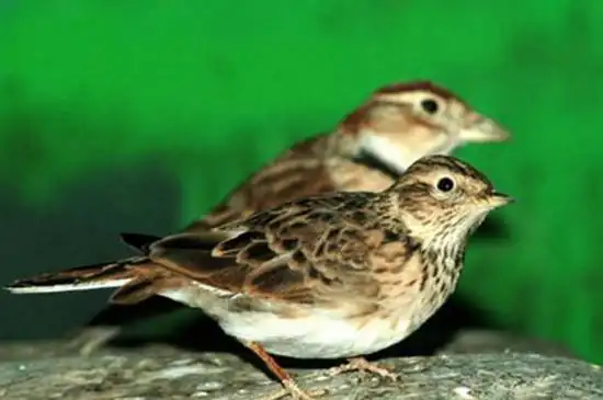 成年百灵鸟怎么分公母