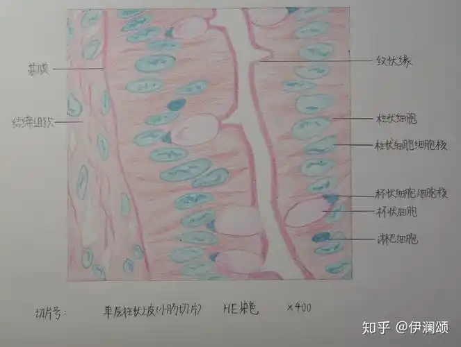 这是用书上的图画的作业(为了平时分),而且此前没有任何画图经验,仅