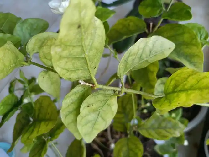 请问这个茉莉是长红蜘蛛了吗?😭