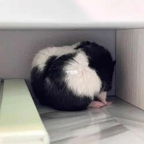 金丝熊日常  #金丝熊  这是我的金丝猪