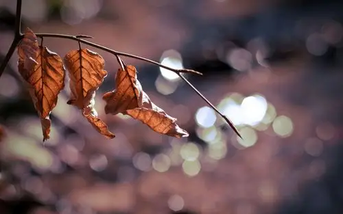 忽而秋已深壁纸图片