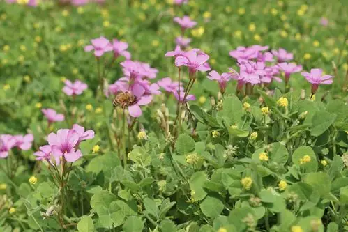 春天的花草,春天的诗…丨20200420