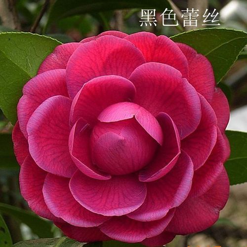 茶花黑色蕾丝绒带福建龙岩永福花苗名贵进口花卉