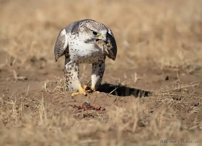 (猎隼)近版猎隼
