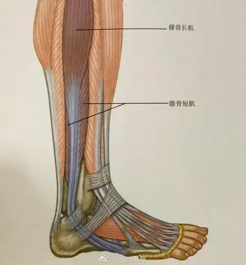 它位于身体两侧,两边分别从跟骨位开始,通过脚踝外侧向上跨越腓骨长短