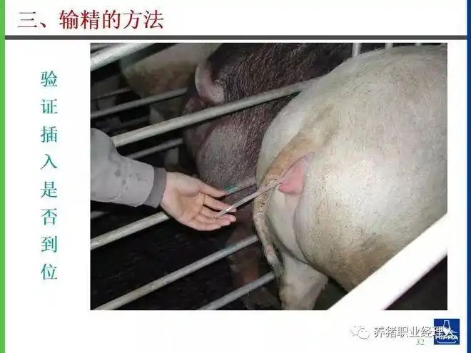 技术控|猪的人工授精(ai)详图