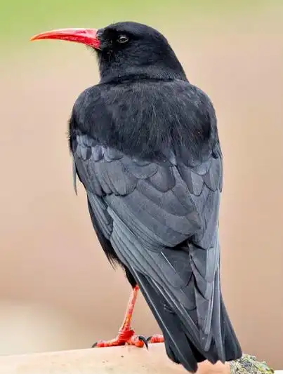 p>红嘴山鸦(学名: i>pyrrhocorax pyrrhocorax /i>): 大型 a href="