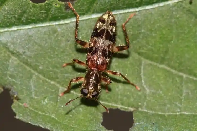 郭公虫科cleridae