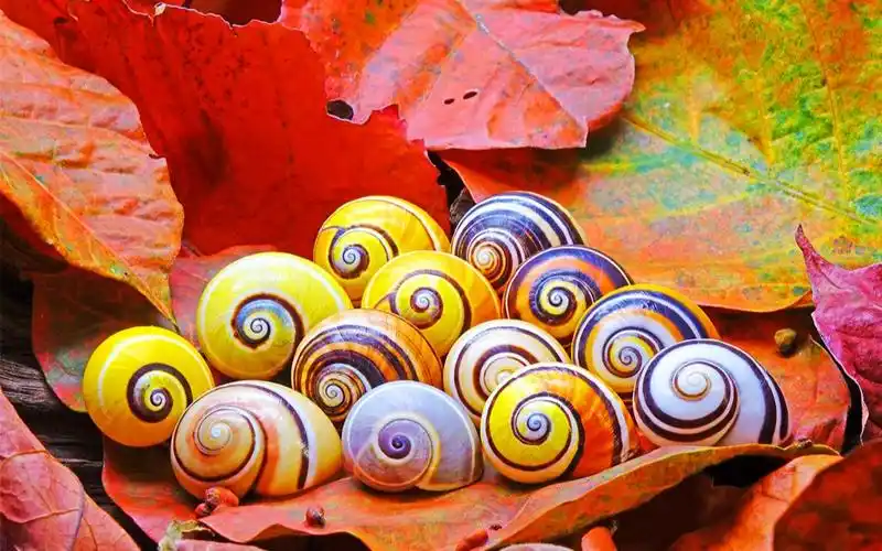 活动  古巴彩色蜗牛:特立独行的蜗牛,每一只都是不同的颜色【生命之色