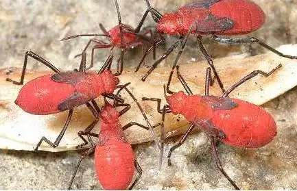 展开全部 这个是 大红姬缘椿 无毒