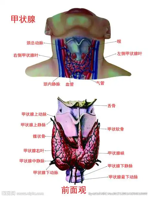 格式:psd(cs5)颜色:cmyk30共享分举报收藏立即下载关 键 词:颈部 器官