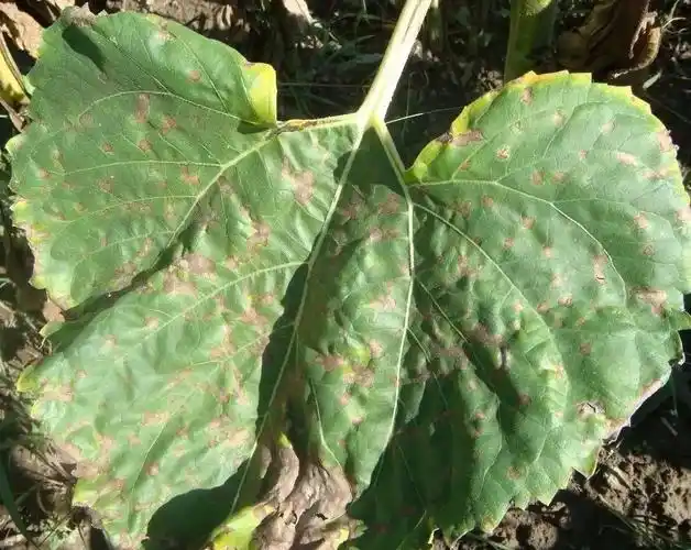 向日葵褐斑病症状及其防治技术