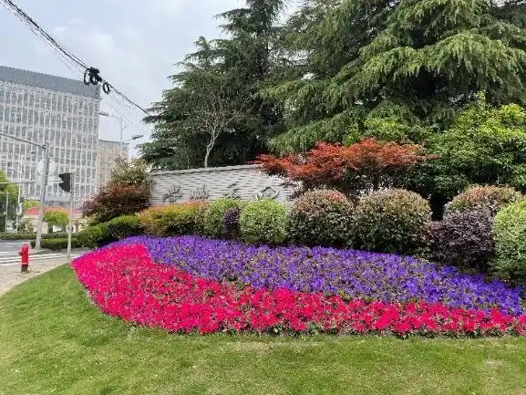 各路口草花图案线条流畅,色彩鲜艳,绿化景观面貌焕然一新,吸引了不少
