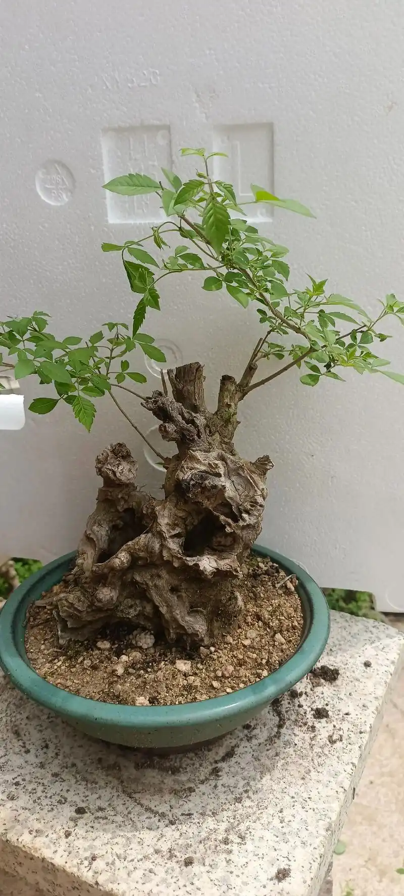 黄荆 #老桩盆景 #大自然的馈赠 每棵桩子都有它独特的魅力 - 抖音