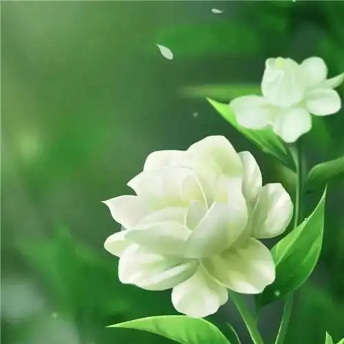 花朵绿叶头像图片