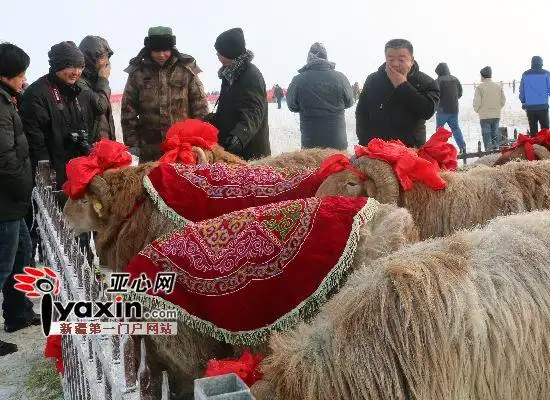 活动现场阿勒泰大尾羊展示. 曹馨月 摄