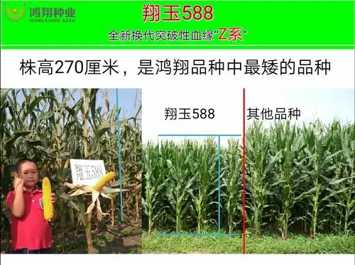 东宁市金苗种业再创辉煌之矮杆抗倒特大棒玉米~翔玉588闪亮登场