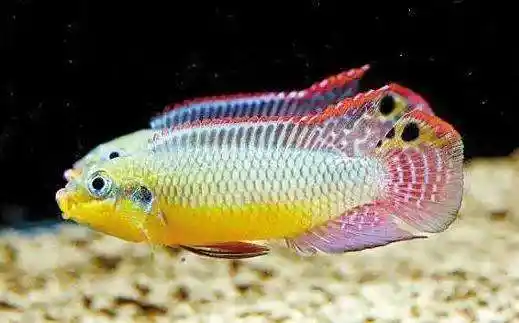 「观赏鱼大全」最容易养的小型观赏鱼 - 宠百科
